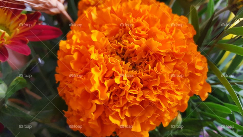 Orange fall flower