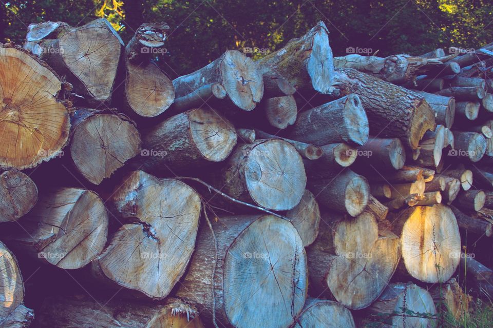 Pile of raw wood logs