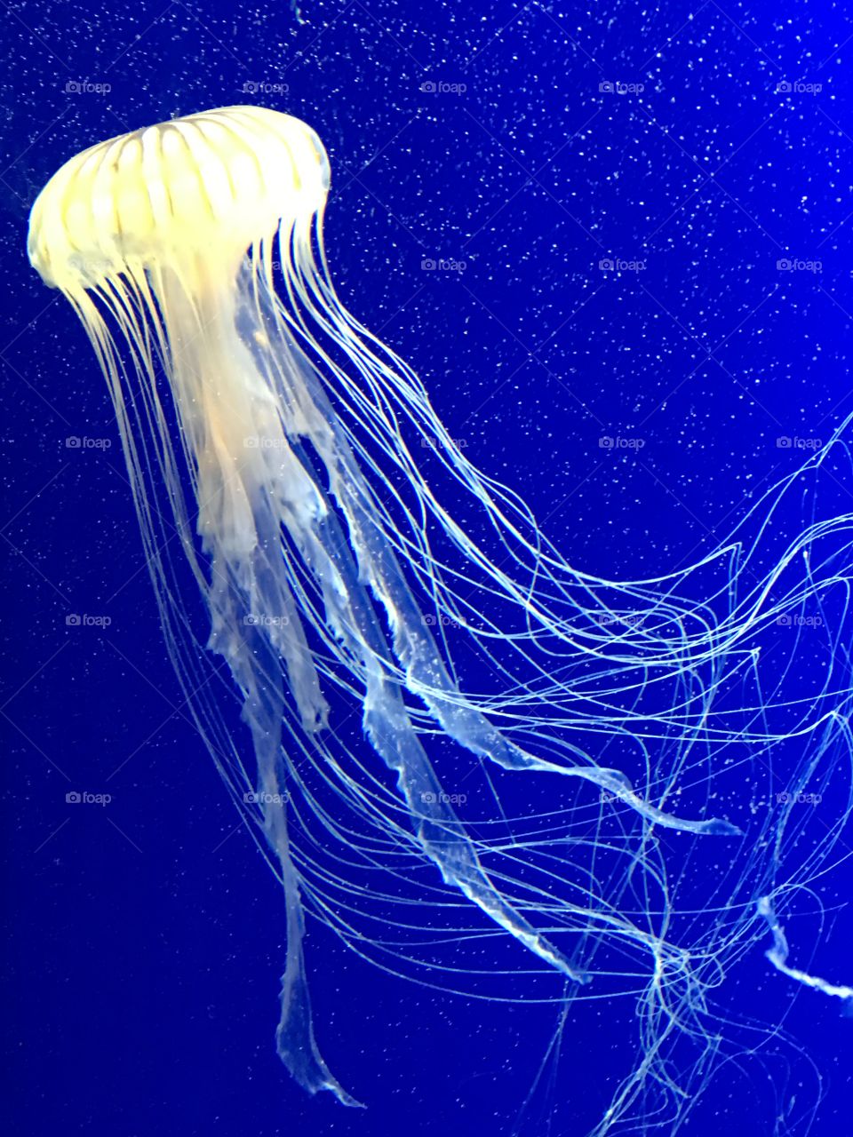 Jellyfish 