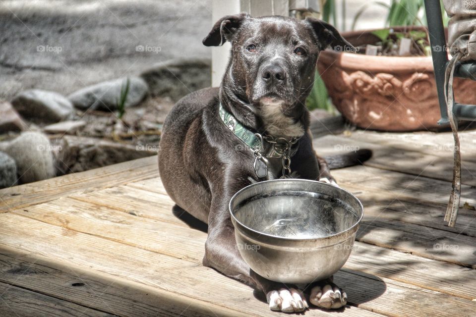 Close-up of dog with his bowl