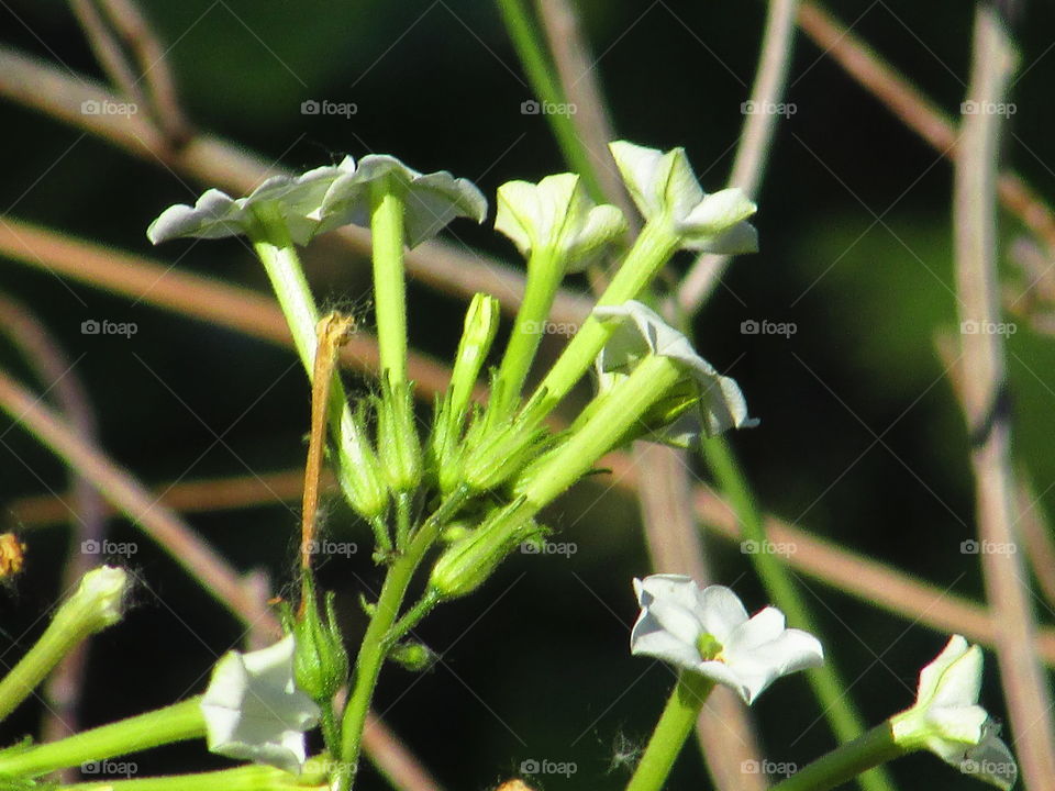 Leaf, No Person, Nature, Flower, Flora