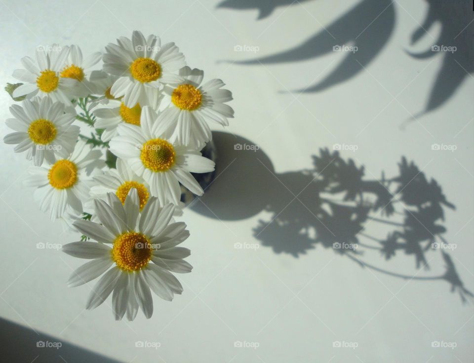 camomile flowers in vase sunlight and shadows