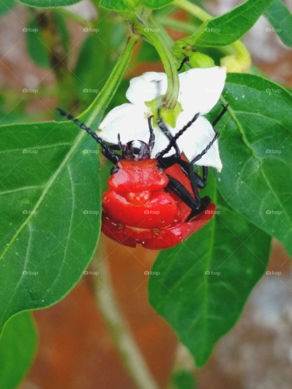 Red bug climbing the pant