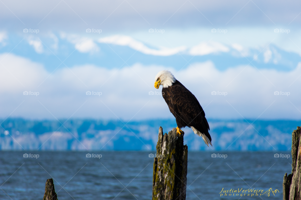 A majestic bald eagle sits over the puget sound looking for his next meal. 