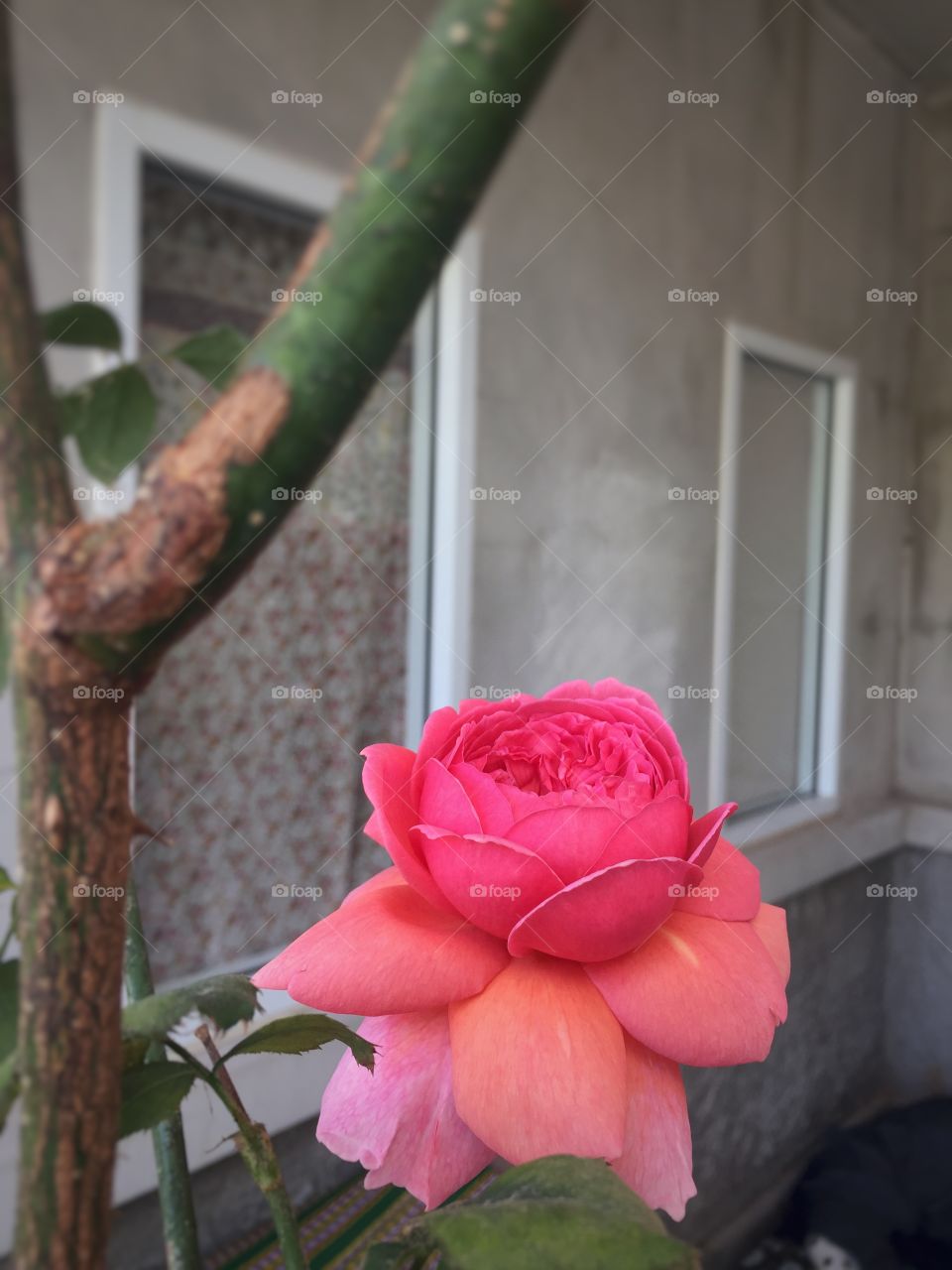Pink rose in my garden 