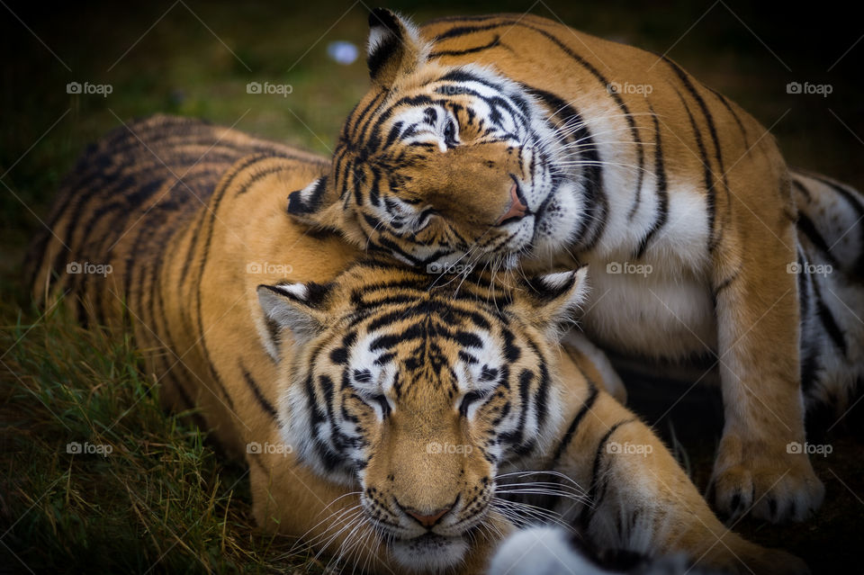 Tigers of love story