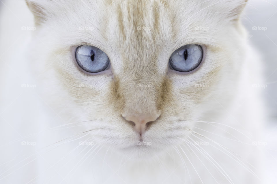 Closeup on white cat with beautiful blue eyes 