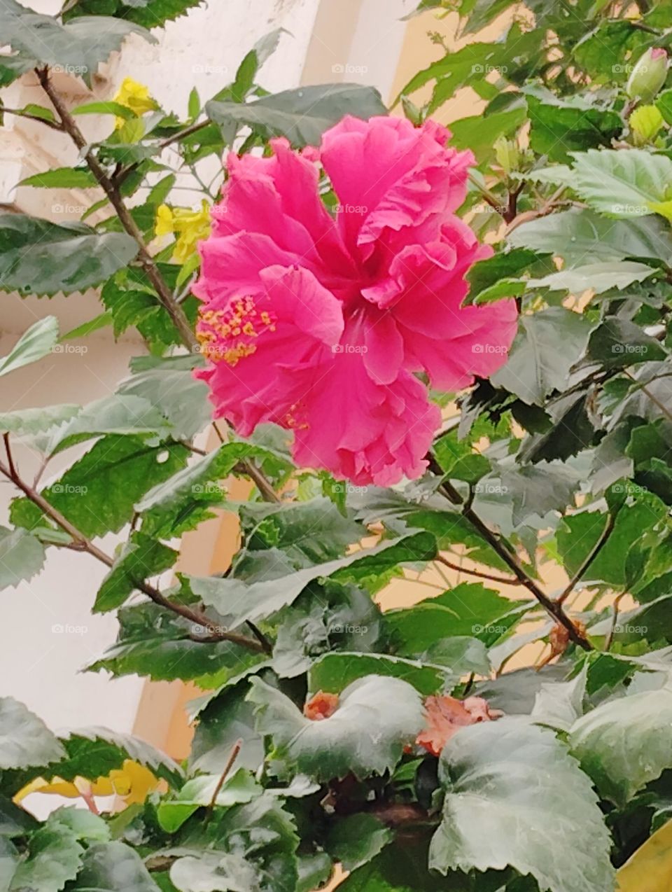 pink flower seasonal fresh shurb small size looks very nice and beautiful pictures