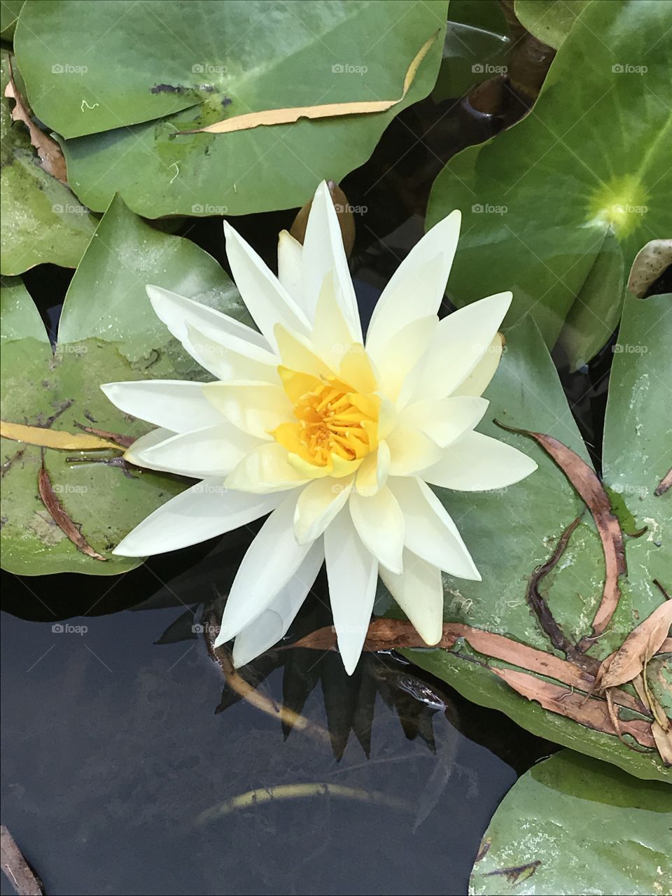 Lotus, Tropical, Lily, Pool, Leaf