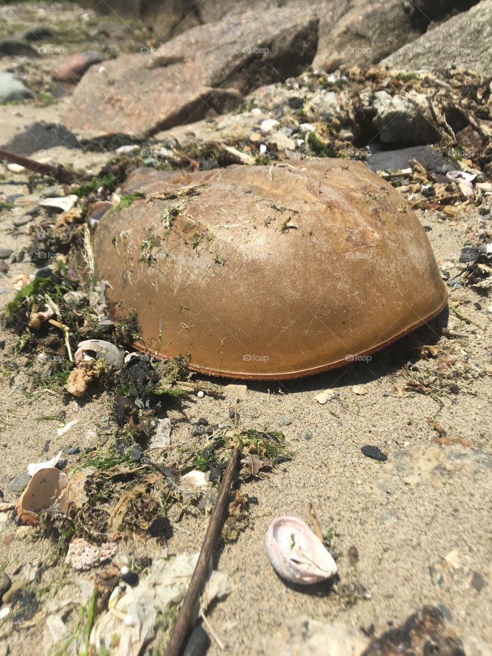 A molt from a female horseshoe crab laying on the detritus on the beach