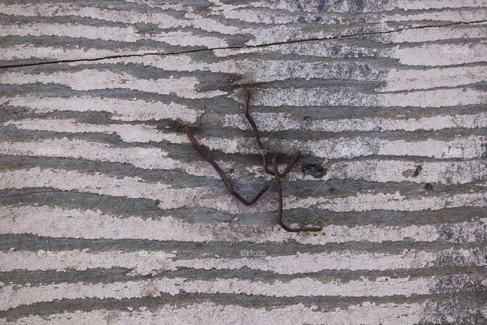 Old rusted staples on weathered wood plank texture background wallpaper image