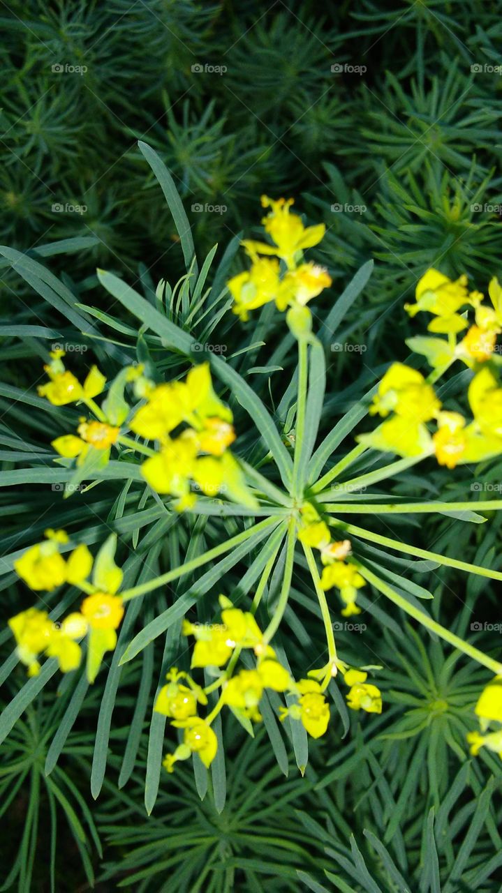 Nature, Leaf, Flora, Flower, Color