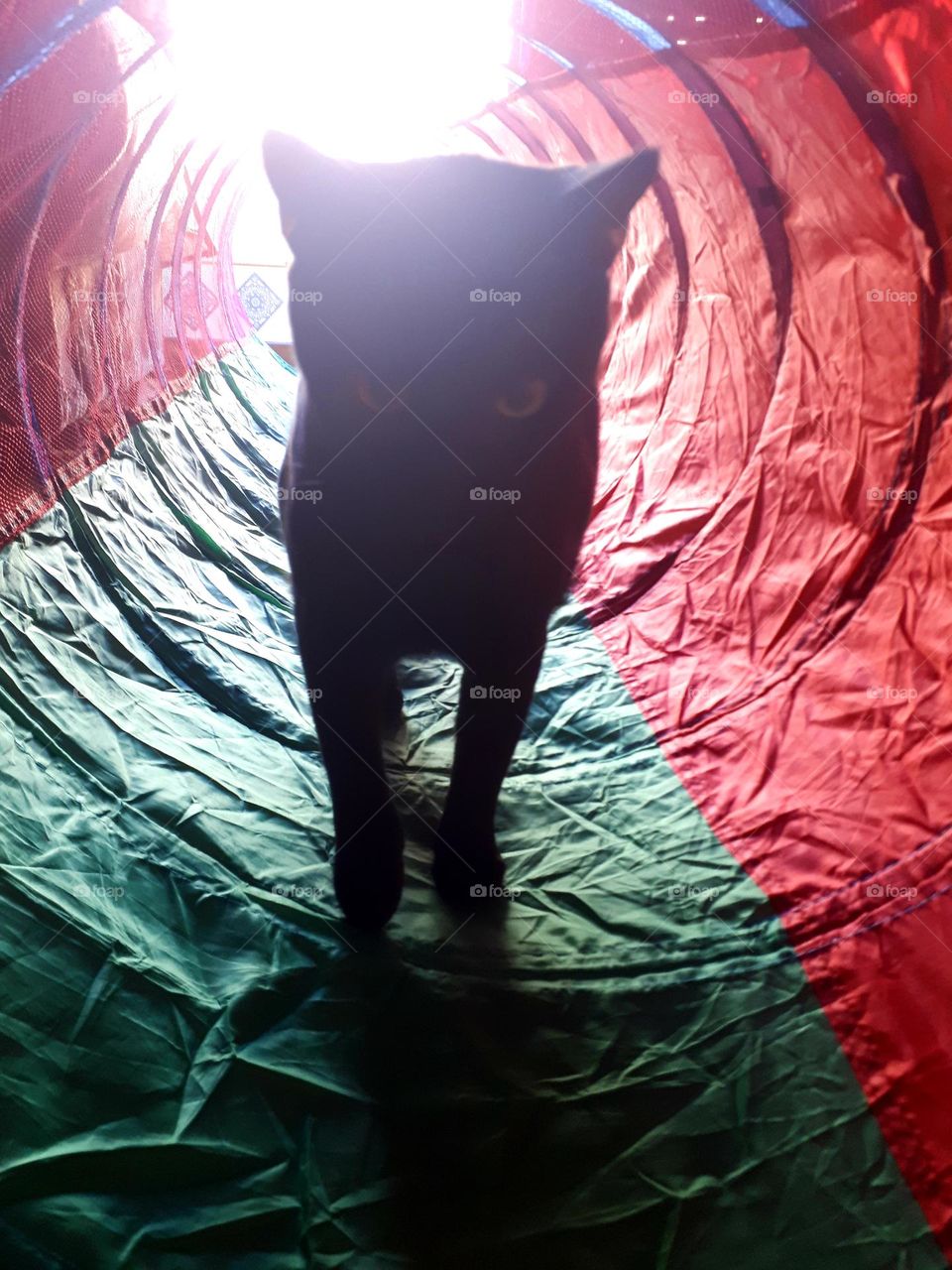 cat playing hide and seek