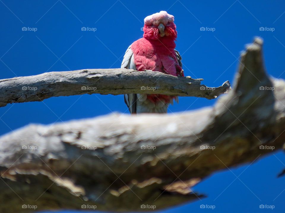 Pink bird looking downwards 