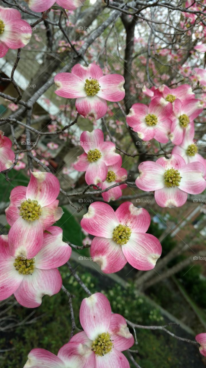 pink dogwood