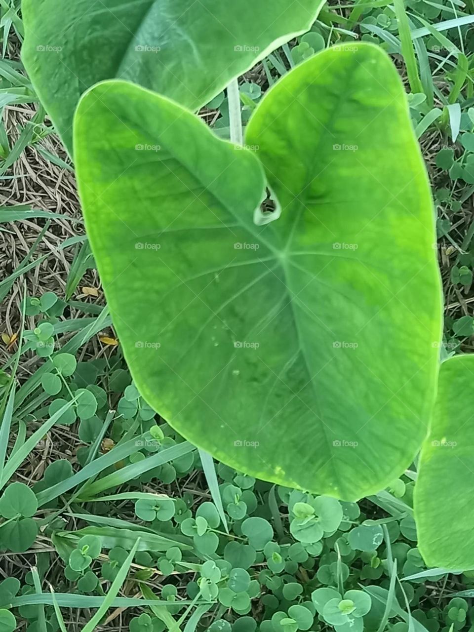 giant green leaf