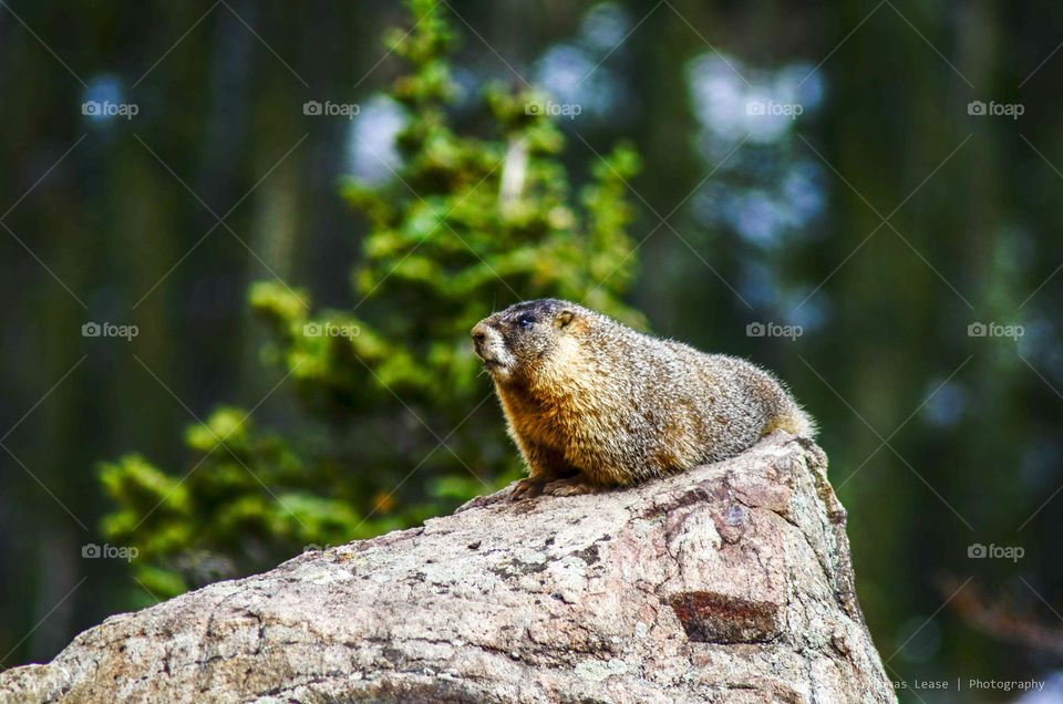 Marmot