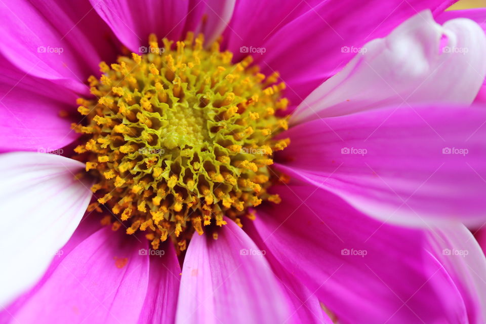 Spring Flower Beauty