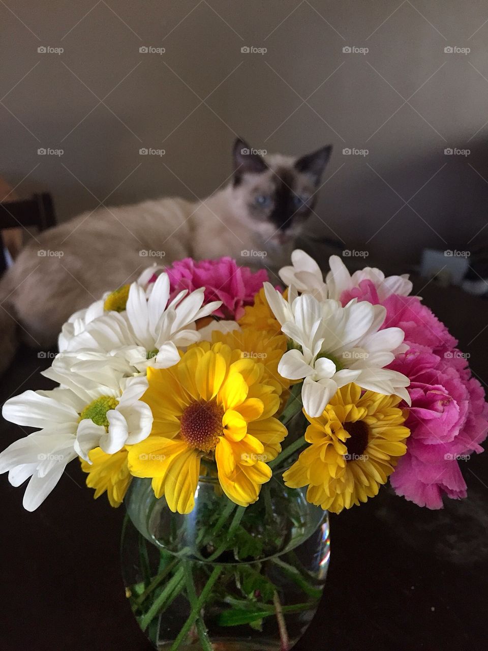 Flowers and cat