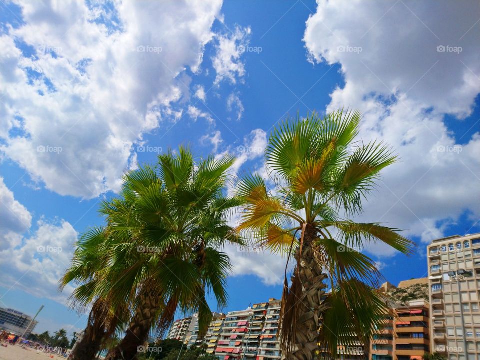 Alicante, Spain, Palm Trees