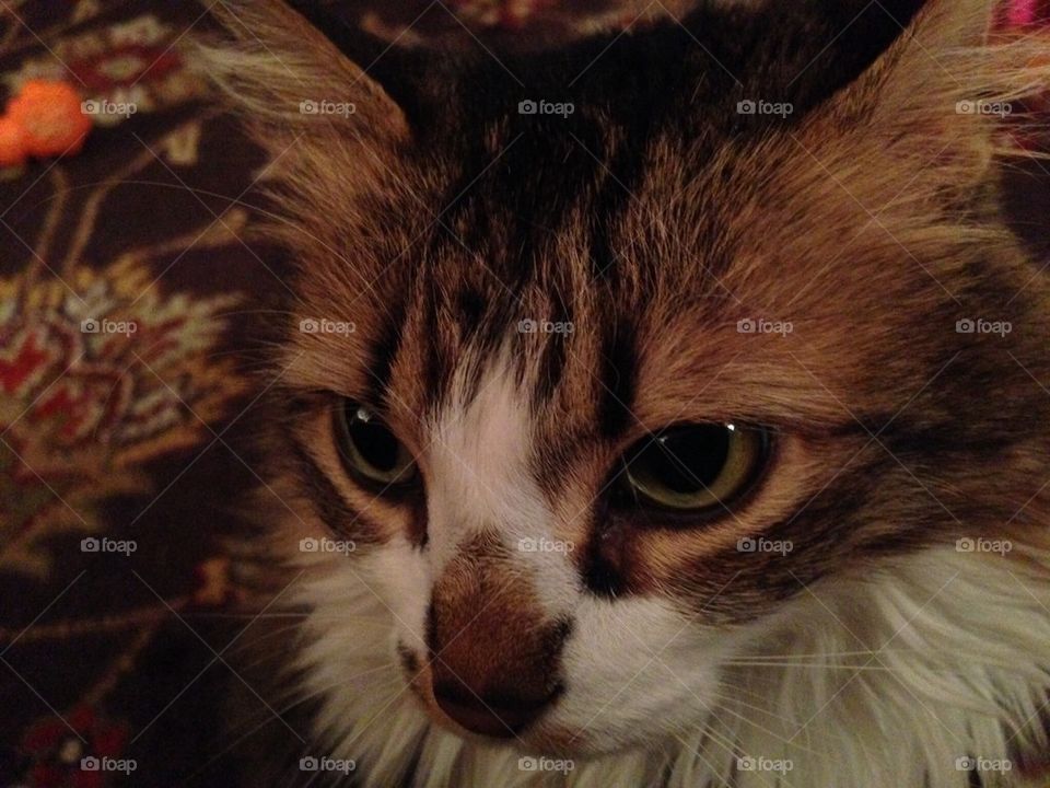 Sophie sweet and sour