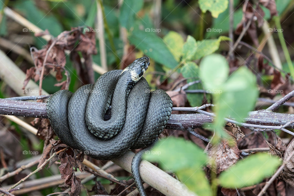 Wildlife grass snake , vild orm vattensnok natur 