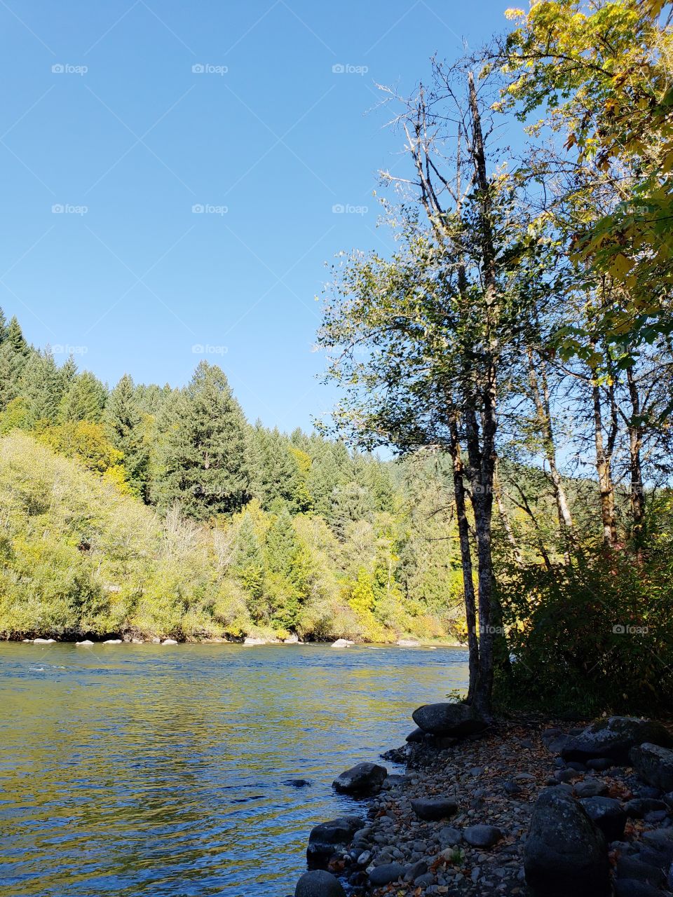 View across the beautiful McKenzie River in the forests of Oregon to trees and foliage in brilliant yellow and golden fall colors on the banks on the other side on a sunny fall day with clear skies. 