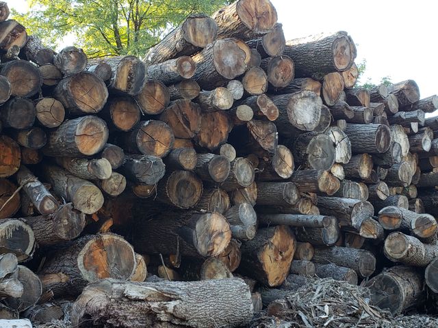 Tree logs