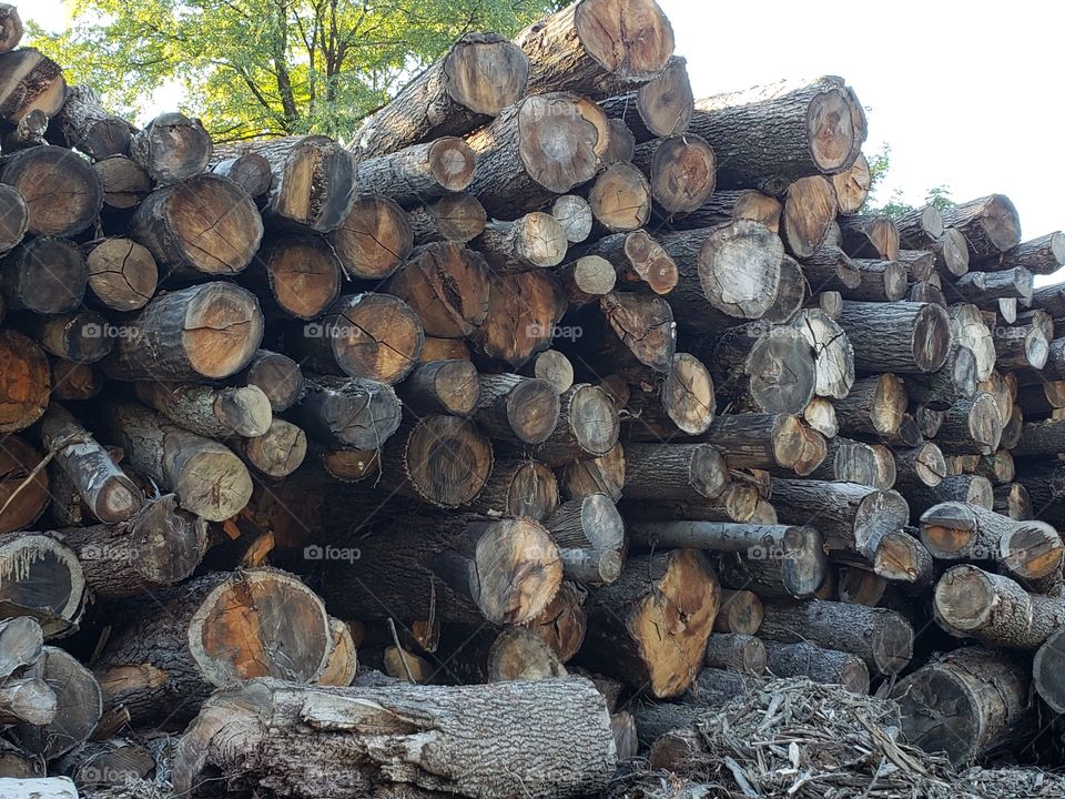 Tree logs