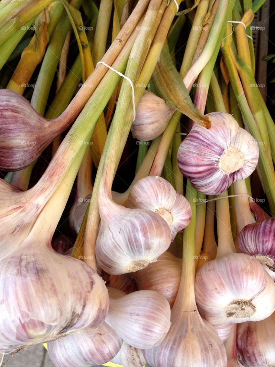 Garlic in Finland. Farmers market in Finland