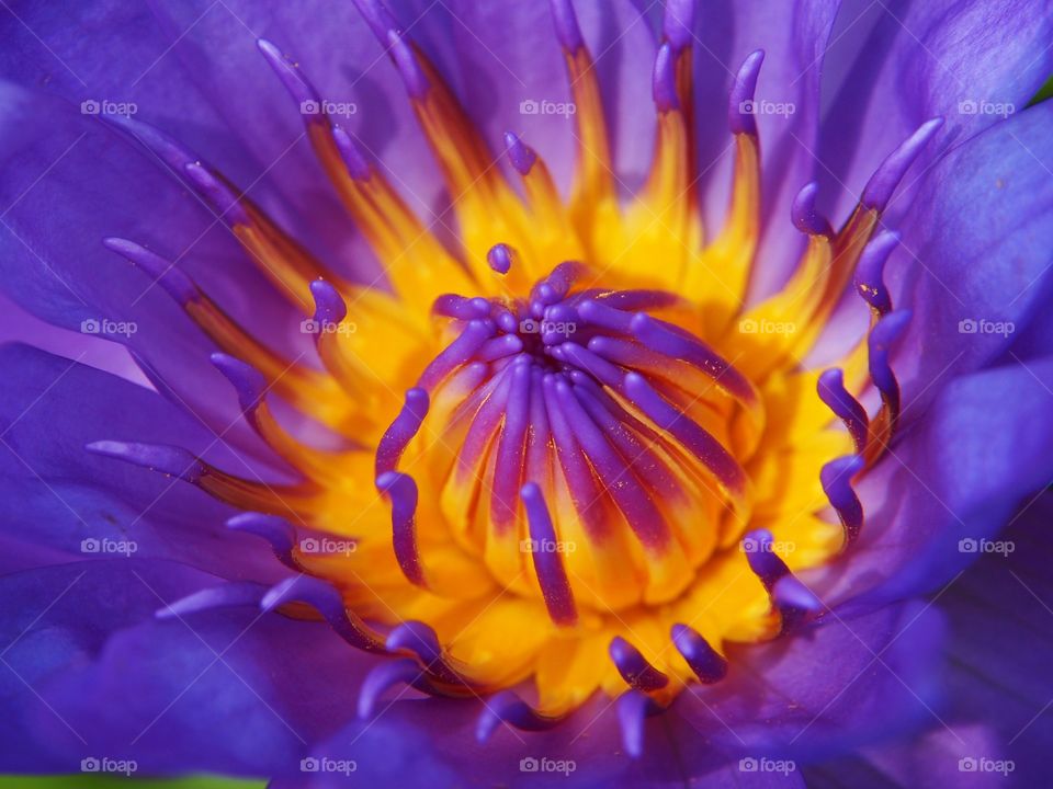 Close-up the center of violet lotus