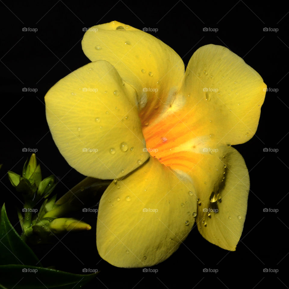 yellow Flowers closeup