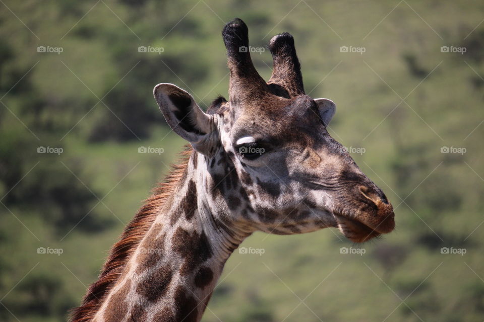 Macro giraffe