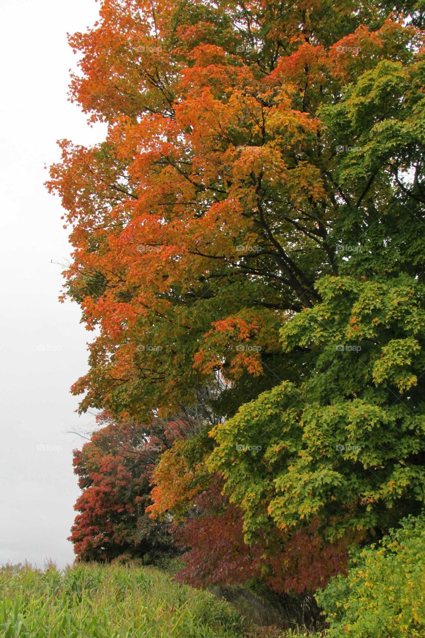 Scenic view of autumn trees