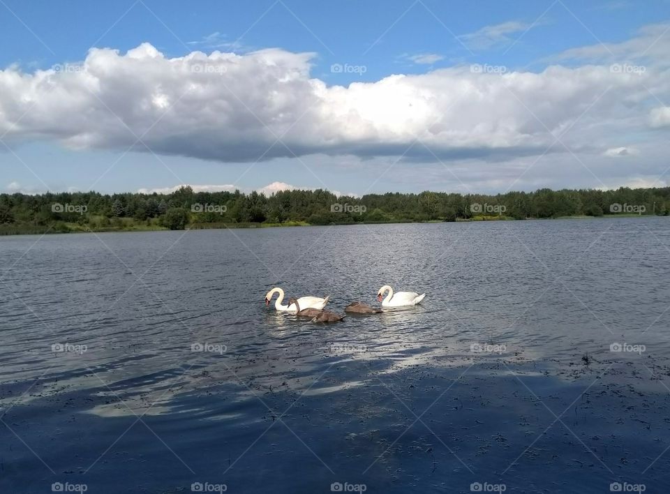 swans family on a lake summer landscape blue sky background