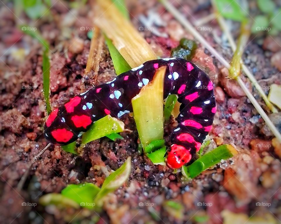 multiple colour and beutiful worm on green grass