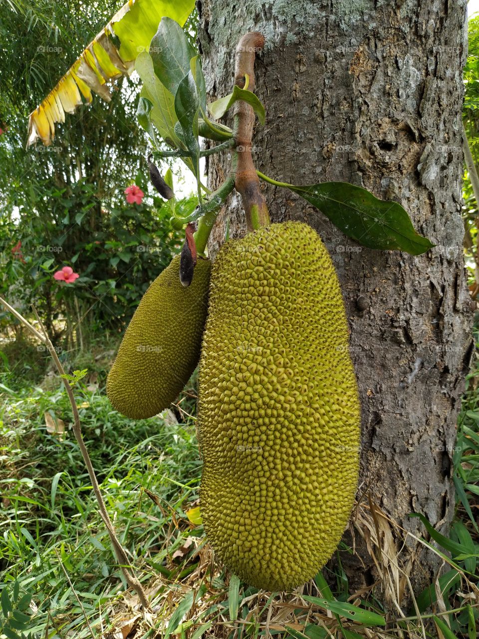 tropical Jack Fruit