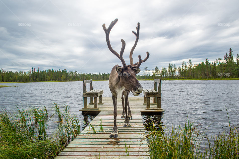 reindeer on the pier 
