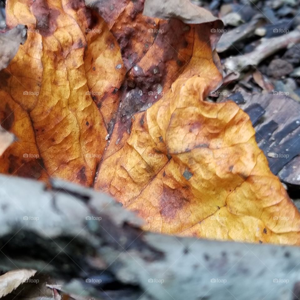 Fire in a leaf with twigs