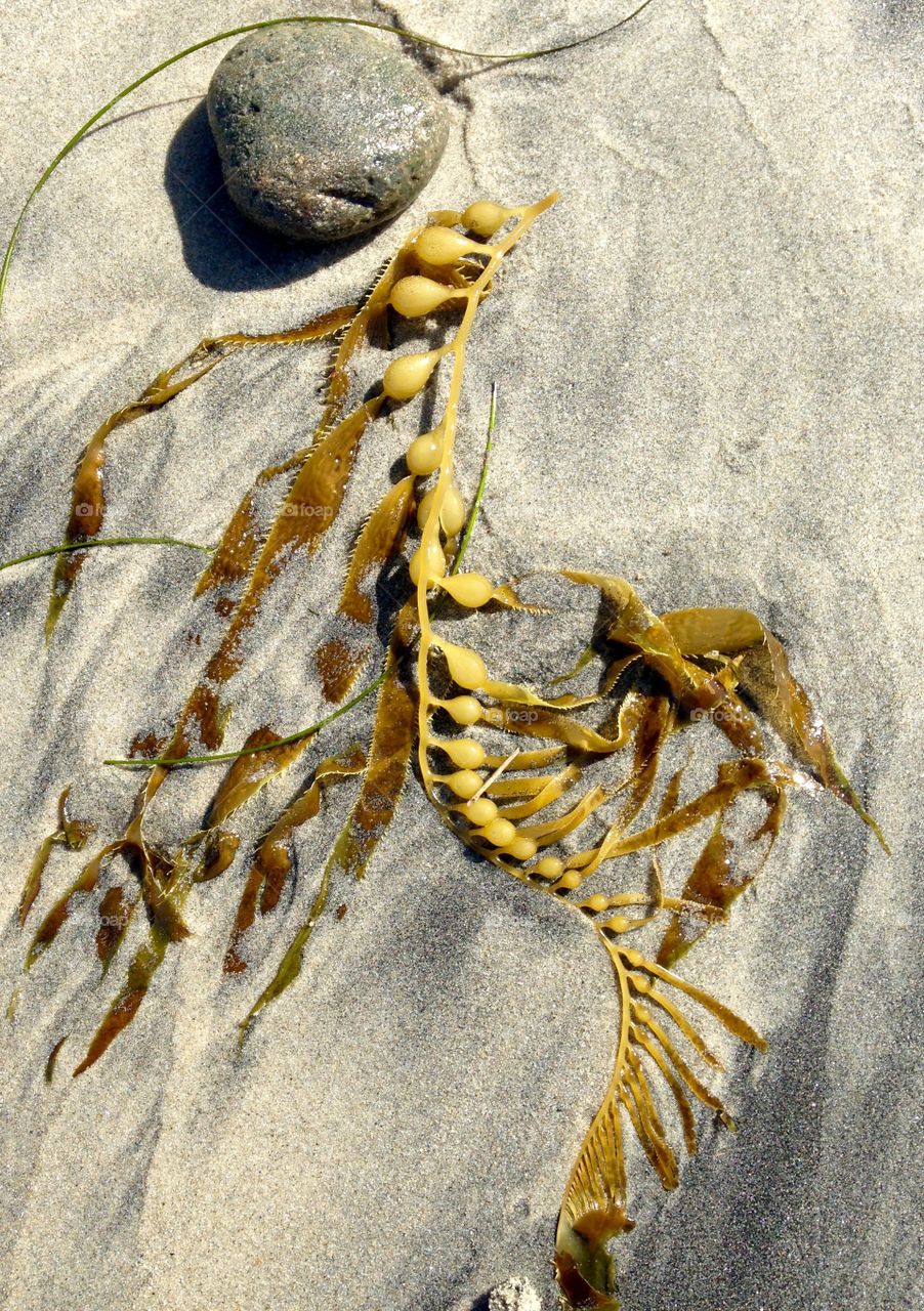 Aesthetically pleasing kelp