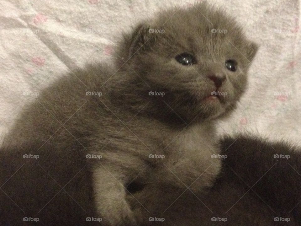 The Grey Kitten