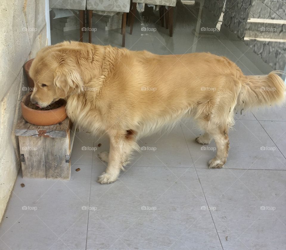 Lunch time! A very good food makes the dogs get strong! / Hora do almoço! Uma ração bem gostosa faz os cães ficarem fortes!