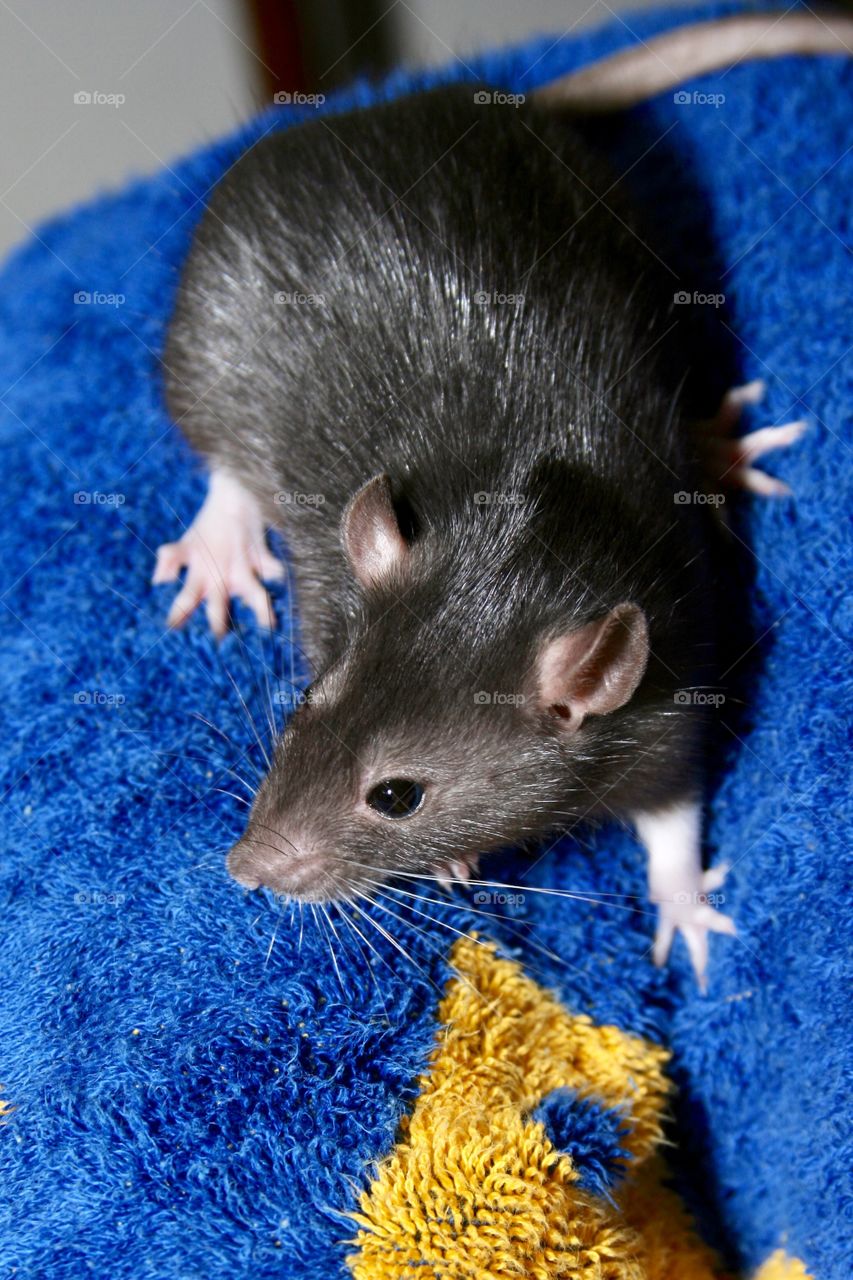 Rat