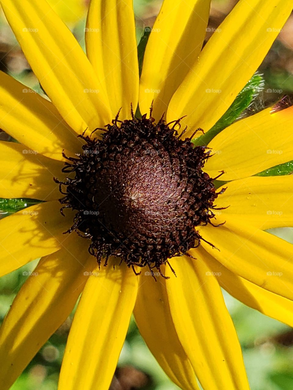 Closeup of yellow wildflower