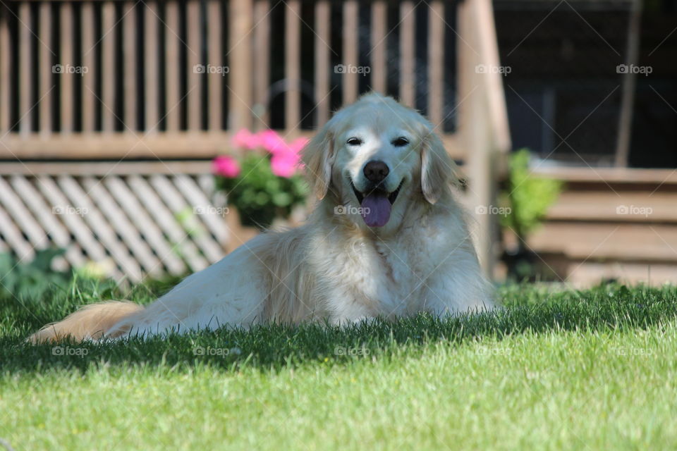 Dogs Days of summer. Kaci,  our golden retriever relaxing in the shade on a hot summer day.
