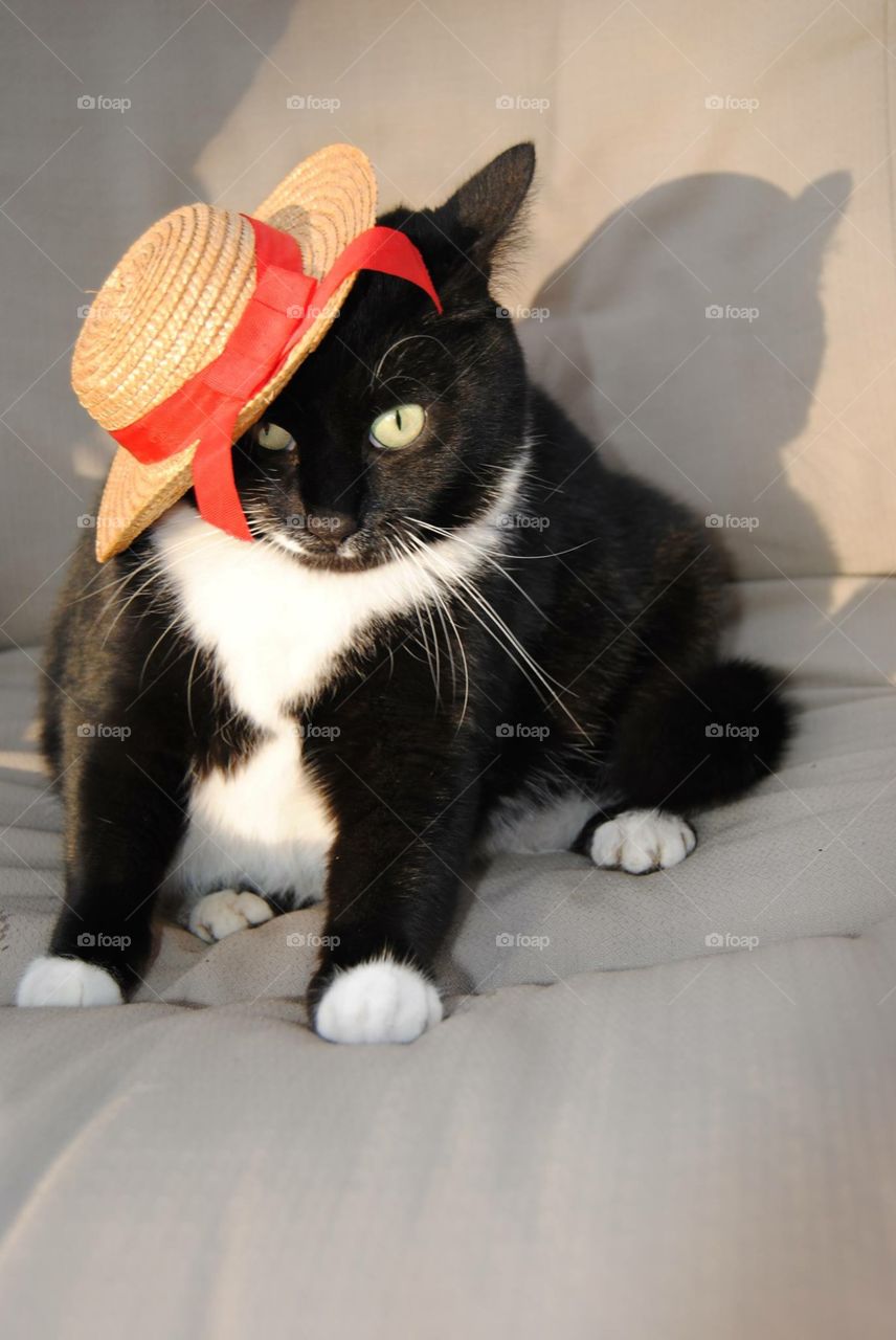 Cat in a hat