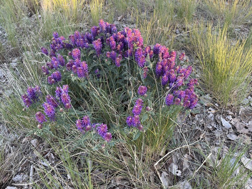 Wild purple flowers growing in a park, in Medicine Hat, Alberta, Canada 