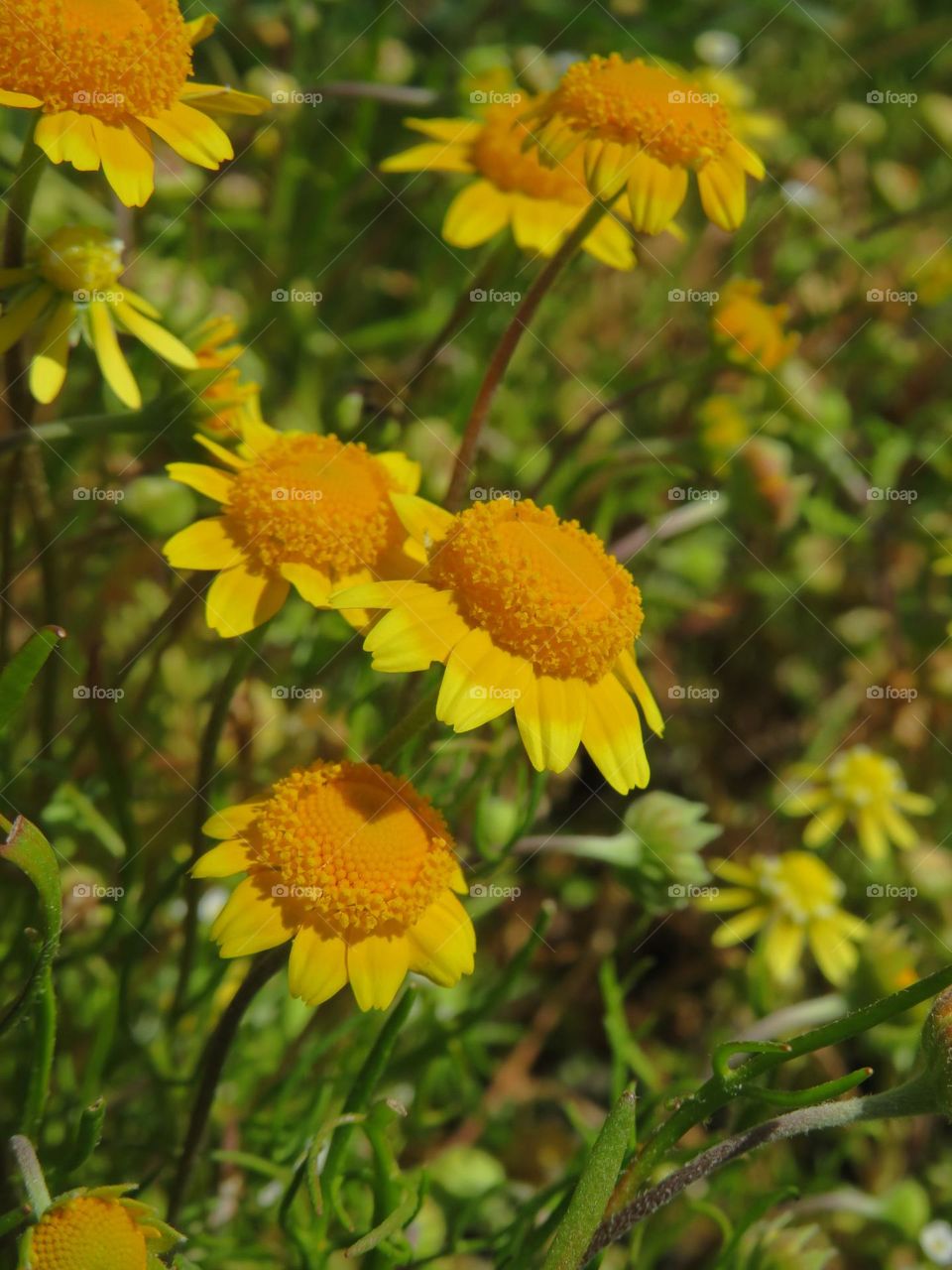 California Superbloom 2023 - Yellow Carpet Wildflower 