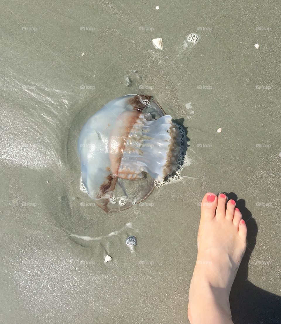 Jellyfish in the sand!