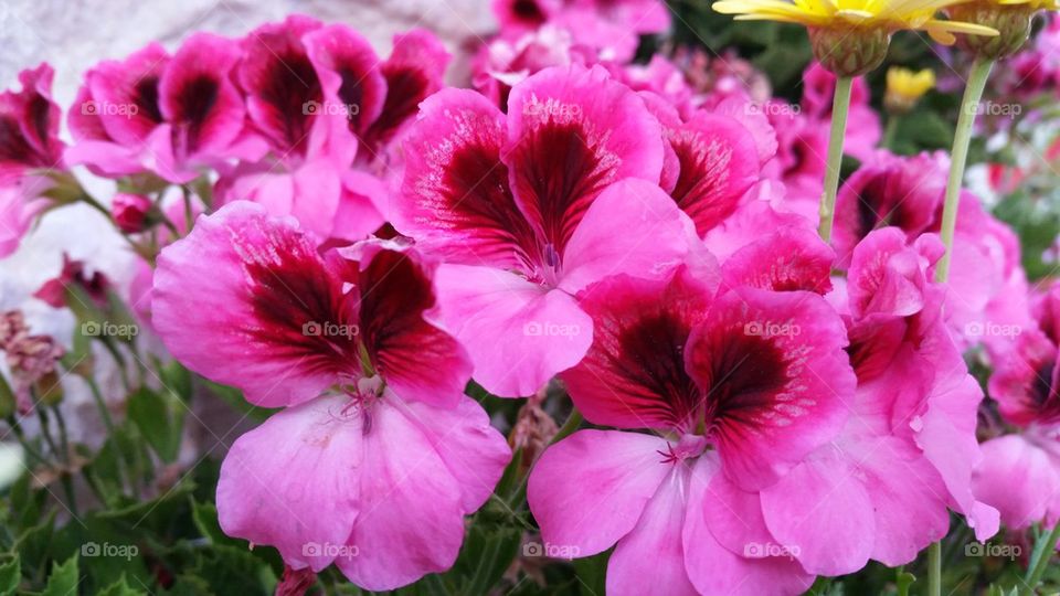 pinky flowers